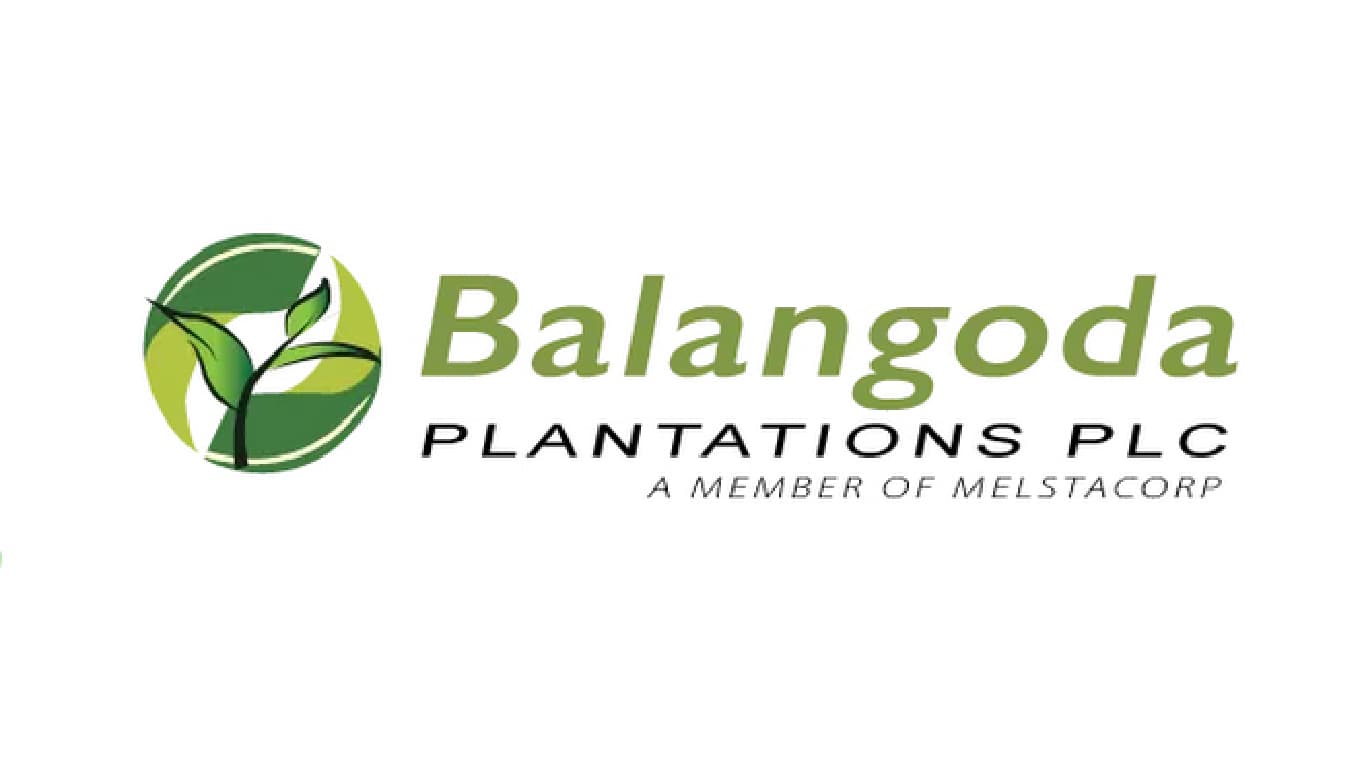 The Cinnamon Planting Project - Palmgarden Estate